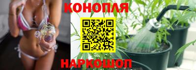 крисы Моздок